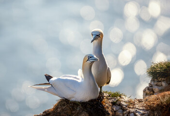 Pair of Northern Gannets nesting on cliff ledge with sparkling ocean background