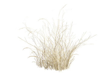 grass isolated on white background