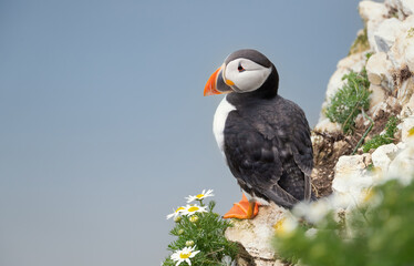 Atlantic Puffin seabird perched on rocky cliff with white daisy flowers