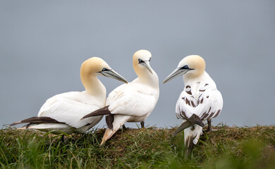Group of three Northern Gannets perched on grassy cliff edge against blue sky