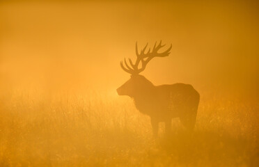 Silhouette of Red deer stag standing in a meadow against dramatic, golden, misty sunrise in autumn