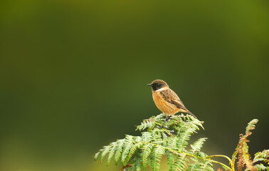 Male European Stonechat perching on green bracken fern