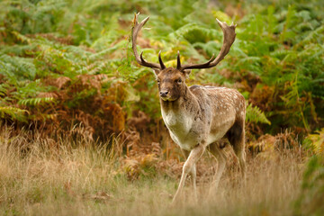 Fallow deer stag standing among green ferns in autumn meadow