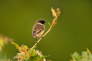 Male European Stonechat perching on green bracken fern