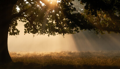 Golden sunlight rays through large oak tree in misty morning meadow