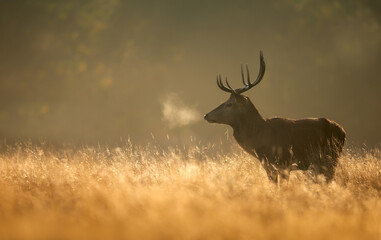 Red deer stag in meadow against dramatic, golden, misty sunrise in autumn