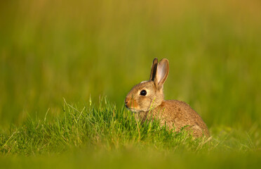 Portrait of a young wild European rabbit sitting on green grass in a meadow