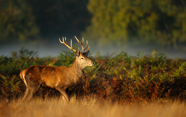 Red deer stag standing in a misty meadow at sunrise