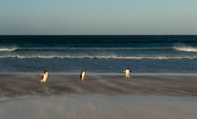 Gentoo penguins walking across sandy beach in Falkland Islands