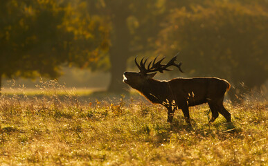 Red deer stag roaring or bellowing at golden sunrise during rutting season in autumn