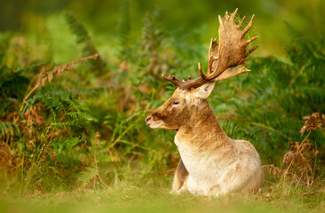 Fallow deer stag lying among green ferns in autumn meadow