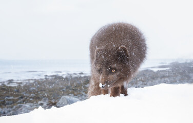 Blue morph Arctic fox standing in a snowy winter landscape
