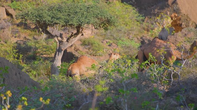 Footage captures several dromedary camels grazing among the scrubby vegetation in the arid, rugged landscape of Wadi Bani Khalid, a popular tourist destination in Oman known for its stunning natural b