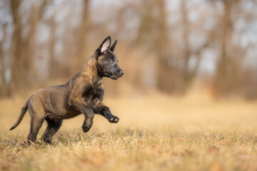 A well motivated, attentive 9-week-old Malinois puppy is running fast across a meadow in autumn, seen from a side view