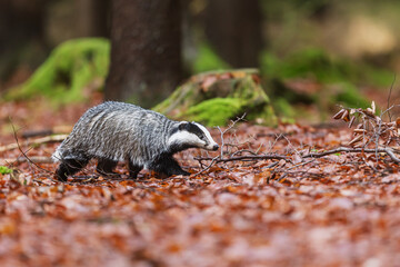 Meles meles European Badger walking through autumn forest leaves after fresh rainfall © michal