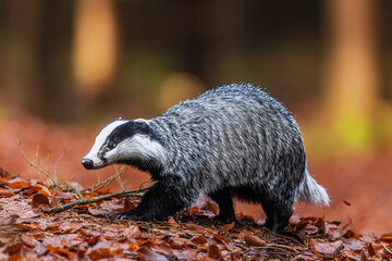 Meles meles European Badger side profile walking on leafy forest hillside slowly © michal