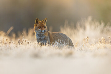 Vulpes vulpes Red Fox watches quietly across frost covered grassland at dawn.