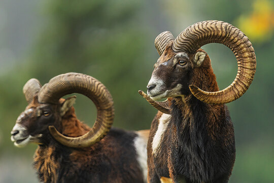 two Ovis orientalis musimon Mouflon rams display curled horns in soft light