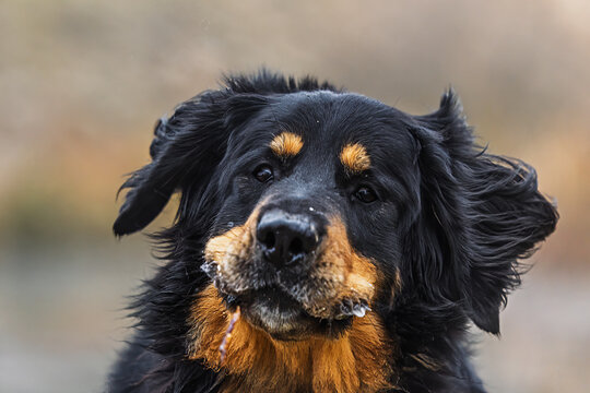 Hovawart dog Canis lupus familiaris closeup portrait with wet fur and drool