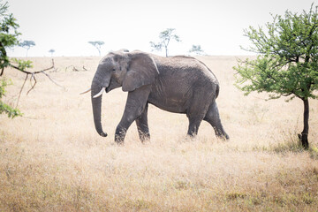 A single Bull Elephant makes it way across the sun beaten landscape of the Serengeti, Tanzania, east Africa	