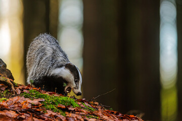 Meles meles European badger foraging on mossy slope in autumn forest sunlight © michal