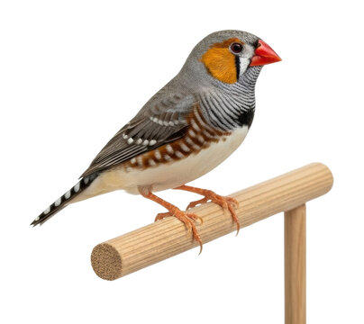 Zebra finch bird perched on stand isolated on transparent background