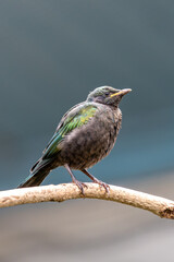 Naklejka premium Emerald Starling (Lamprotornis iris), common in savannas and orchards of West Africa