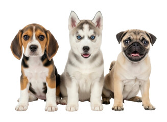 Playful puppies beagle husky pug in pet fun isolated on transparent background
