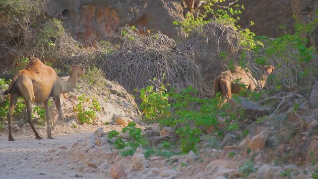 Footage captures two dromedary camels roaming and grazing freely in the arid, rocky landscape near Wadi Bani Khalid in the Dhofar region of Oman.