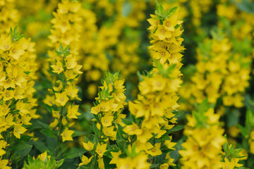 Bright yellow flowers bloom in a vibrant garden during spring season