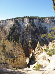 Rugged Yellow Cliffs and Pine Trees in Yellowstone Canyon