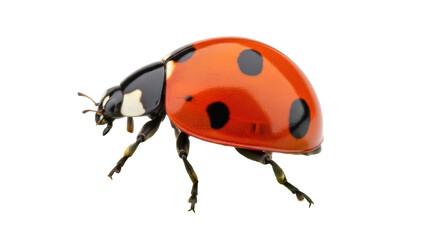 Red ladybug with black spots isolated PNG, close-up of a ladybird on transparent background, insect with vibrant colors for nature designs
