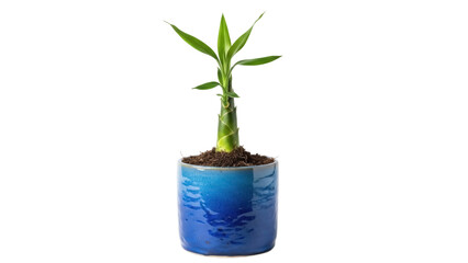 Lucky bamboo in blue pot PNG isolated on transparent background, feng shui plant for home decor and good fortune