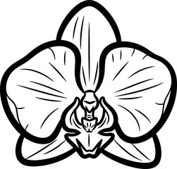 Elegant line art illustration of a beautiful orchid bloom, showcasing nature's delicate design and artistic simplicity, perfect for various creative projects, capturing the essence of botanical grace