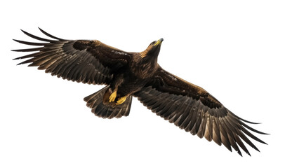 Obraz premium Majestic golden eagle flying isolated PNG on transparent background, powerful bird of prey with outstretched wings for wildlife and nature designs