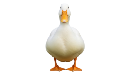 Pekin duck PNG isolated on transparent background, domestic waterfowl with orange beak and feet, farm animal for design projects