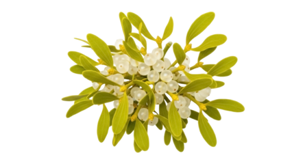 Mistletoe with white berries PNG isolated on transparent background, festive plant for Christmas and New Year decorations