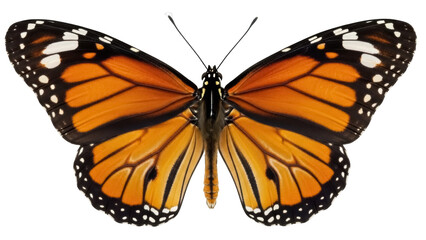 Monarch butterfly PNG isolated on transparent background, orange and black wings with white spots, beautiful insect for nature designs