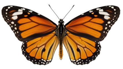 Monarch butterfly PNG isolated on transparent background, orange and black wings with white spots, beautiful insect for nature designs