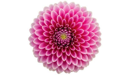 Beautiful pink dahlia flower isolated PNG on transparent background, vibrant blossom with intricate petal arrangement for design elements