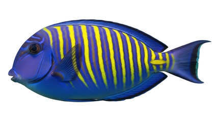 Stripped surgeonfish PNG isolated on transparent background, blue and yellow tropical fish with vibrant colors, marine wildlife