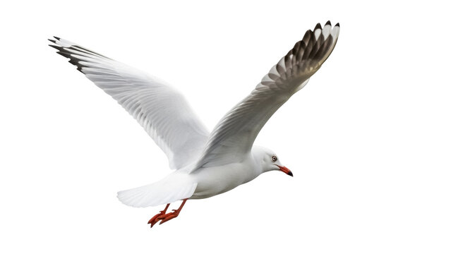 Silver gull in flight PNG isolated on transparent background, seabird with white plumage and red beak, wildlife animal cutout