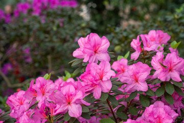 Pink azalea flowers in bloom, azalia flowers background
