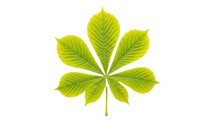 Green horse chestnut leaf isolated PNG on transparent background, Aesculus hippocastanum foliage for botanical design