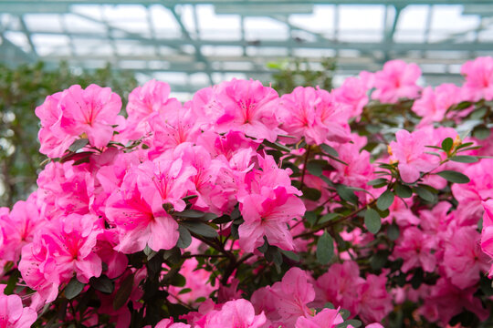 Blooming pink azalias flowers, azalia flowers in a greenhouse