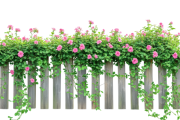 Pink flowers climbing a rustic wooden fence isolated on transparent background. Fence with blooming flowers and green plants isolated on white background.