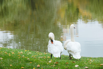 Two white swans stand on green grass near a tranquil lake with reflections of trees © reddish