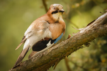 Eichelhäher zerzaust nach der Gefiederpflege