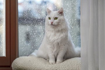 White fluffy cat sitting by the window during snowfall