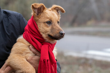 Cute red dog with a red scarf around her neck.